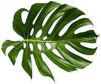 UTPANN Organic Fertilizer | Govardhannathji Energies LLP | specialist for vermicompost and organic fertilizers benefits, organic fertilizers for tomatoes, plant food, fertilizer for plants, natural fertilizer, bone meal for plants, compost manure, micronutrients for plants, seaweed fertilizer, potassium humate, organic fertilizer for plants, fertilizer for coconut tree